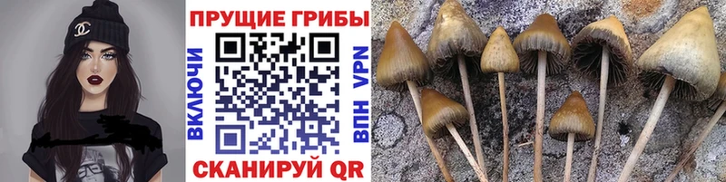 Псилоцибиновые грибы MAGIC MUSHROOMS Щёлкино